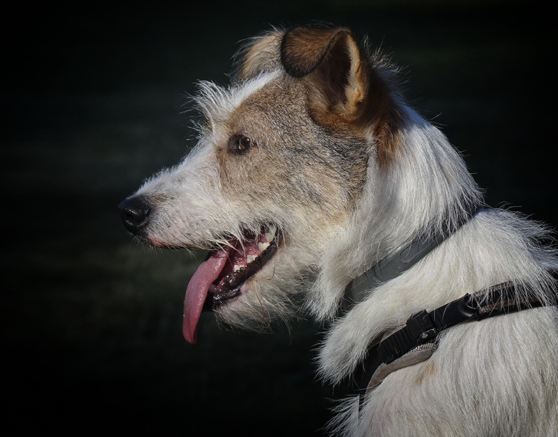 001 Felix Mecklenburgische Seenplatte SAM_3185 Kopie.jpg